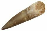 Fossil Plesiosaur (Zarafasaura) Tooth - Morocco #298312-1